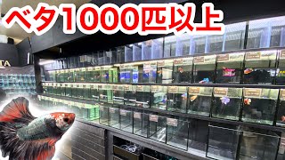 １０００匹以上のベタのみを販売するベタ専門店が凄過ぎた・・・！ [upl. by Huppert]