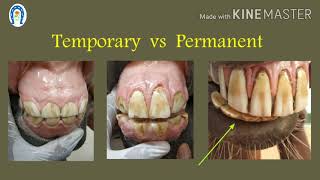 Vet Basics II EQUINE DENTAL AGING I PART 1 [upl. by Ilac]