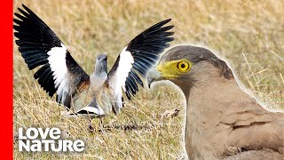 Lapwing Bird Parents Protecting Chicks From Eagle  Battle for Survival  Love Nature [upl. by Laynad]