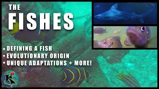 What is a fish An Introduction to Fishes  Koaw Nature Lesson 1 [upl. by Groeg]