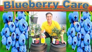 All About BLUEBERRY CARE amp PLANTING  in detail  Better in POTS than InGround [upl. by Eloc]