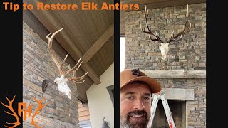 How to RESTORE Elk Antlers With Stain [upl. by Spillar]