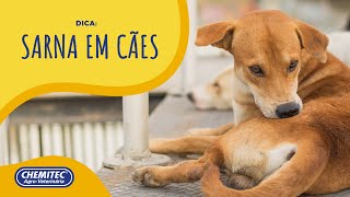 Sarna em cachorro causas Sintomas e tratamentos [upl. by Retloc]