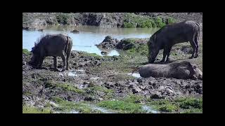 Madikwe RPA🌴 Błotna kąpiel dzikich świń afrykańskich guźców071124 [upl. by Ajan949]