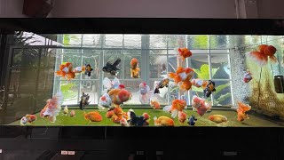 Very high quality goldfish in tank [upl. by Melar]