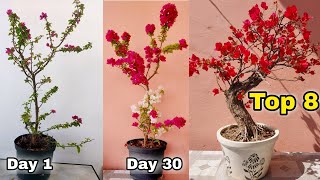 My 8 Simple secrets to Bougainvillea flowering tips Bougainvillea grafting [upl. by Adnahc]