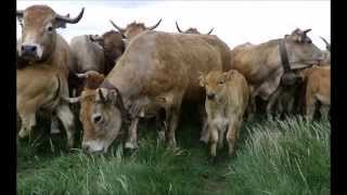 Transhumance Race Aubrac mei 2015 Montagne Pailherols Cantal [upl. by Anahsak216]