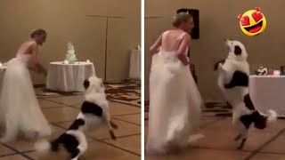 Funny Dog Dancing Moments [upl. by Parke]