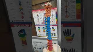 KSTAR Life Size Multicolor PVC Life Size Spine With Muscles and Disorders [upl. by Apul]