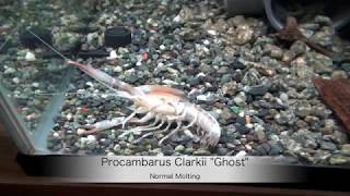 Procambarus Clarkii quotGHOSTquot MoltingHigh Quality [upl. by Cordula144]