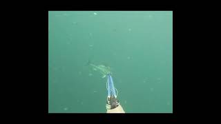 SPEARFISHING PANAMA  20kg ROOSTERFISH spearfishing shorts roballen [upl. by Hiller]