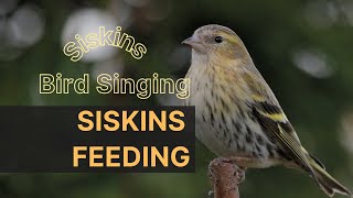 SISKINS BIRD Siskins Hand Feeding  Siskins Sounds  Birds Chirping  Shorts [upl. by Eduj]