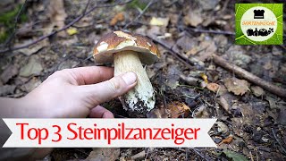 Hier stehen Steinpilze und Rotkappen 🍄 [upl. by Bebe37]