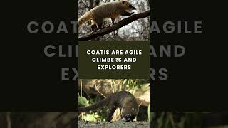 Coatis naturelovers animals wildlife [upl. by Anastasius833]