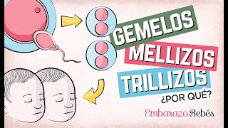 Por qué se forman GEMELOS MELLIZOS Y TRILLIZOS 👶🏼👶🏼 ¿Qué diferencia hay [upl. by Brok]