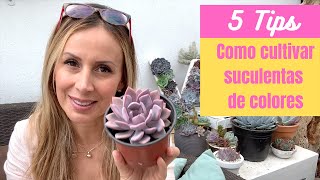 👩🏼‍🌾 5 Tips para cultivar suculentas de colores [upl. by Gokey]