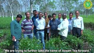 Organic practices by small tea growers  Tea Board of India [upl. by Gareth314]