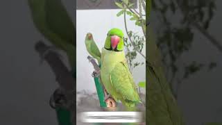 Talking Parrots 🦜🦜  tamed parrot  shorts viral petsvlogbirdsvlog [upl. by Carny]