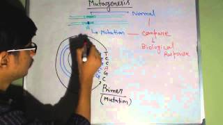 Site directed mutagenesis [upl. by Beberg]