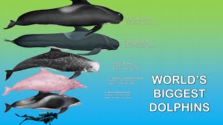 The 10 Largest Dolphins In The World [upl. by Hairas310]