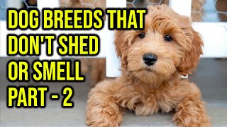 Top 10 Dog Breeds That Dont Shed Or Smell Part 2 [upl. by Rothberg]