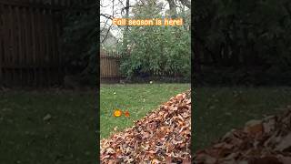 Slow mo fallseason fall familyfun nofear october ￼leaf jump themaine [upl. by Krishna]