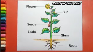 Easy Parts of the Plant Drawing [upl. by Macnair]