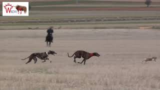 LA MEJOR CARRERA DE GALGOS DIVINA VS BRUJA [upl. by Hiamerej671]