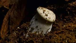 King Oyster mushroom  Pleurotus eryngii  Time Lapse [upl. by Enyrat]