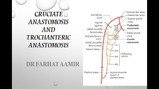 Cruciate and Trochanteric Anastomosis [upl. by Nomrah498]