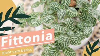 5 SIMPLE PLANT CARE FOR FITTONIA🌱 [upl. by Aslam]