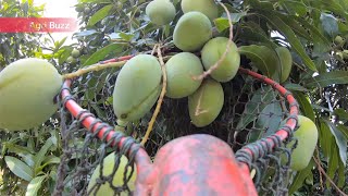 Picking a lot of Alphonso mango from just one mango tree [upl. by Foster221]