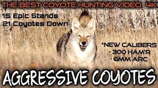 The Best Daytime Coyote Hunting Video 4k  15 Stands 21 Coyotes Down  Fall 2023 [upl. by Annaed632]