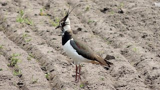 Northern Lapwing  Kiebitz  Vanellus vanellus  calling [upl. by Franza]