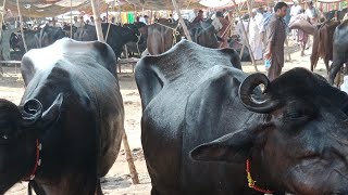 Gujarat mandi Punjabi vlog19l9l2024 [upl. by Adnamahs]