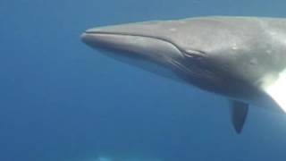 Minke Whale [upl. by Rebekkah]