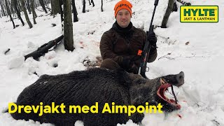 140 kilo vildsvinsgalt skjuten på drevjakt med Aimpoint [upl. by Esther]