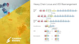 Antibody Diversity  Gene Rearrangement [upl. by Lemal]