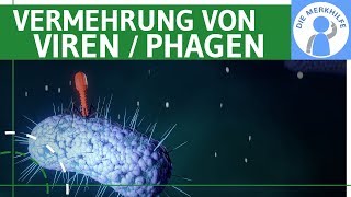 Vermehrung von Viren  Phagen einfach erklärt  Lytischer amp Lysogener Zyklus Bakterienzelle Genetik [upl. by Enytsirhc]