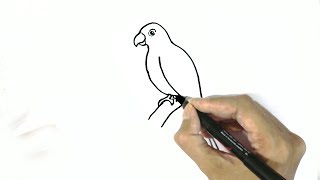 How to draw a parrot in easy steps for beginners [upl. by Oniram]