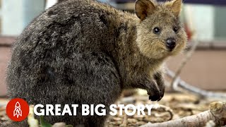 How Quokka Selfies Helped Protect This Adorable Animal [upl. by Nosyarg]