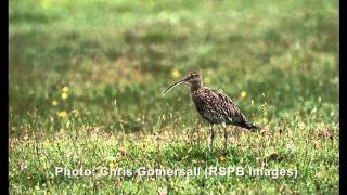 The cry of the Curlew [upl. by Montague]