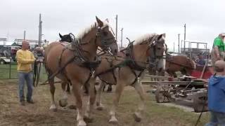 Horse Powered Threshing Machine [upl. by Concordia]