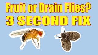 Easy 3 Second Fix for Drain and Fruit Flies [upl. by Ave]