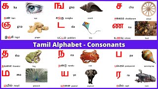 Tamil Alphabets  Tamil Consonants  Learn Entry [upl. by Airenahs902]