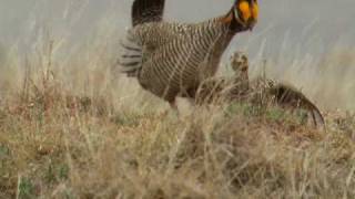 Lesser Prairie Chicken Lekking and Mating [upl. by Aitsirhc604]