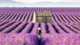 Lavender Fields of the Provence France 4K Stock [upl. by Worra]