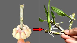 Great method Withered orchid branches quickly grow roots and flower all year round [upl. by Casey]