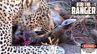 Male Leopard Eats ENTIRE Newborn Nyala 😲🐆 [upl. by Riannon787]