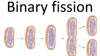 Binary fission of bacteria [upl. by Dragde817]